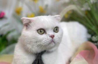 [🆕🇻🇳] JOLLY PET 🐶🦜 Top1Pets 🐱🐠 #Tèo #Jollypet #petshop #petspa #pethotel #petgrooming #pet #cat , shares-0✔️ , likes-0❤️️ , date-2025-07-31 17:00:28🐶🐱🇻🇳🇻🇳🇻🇳📰🆕