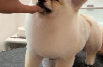 [🆕🇻🇳] MEOW – Tiệm Thú Cưng 🐶🦜 Top1Pets 🐱🐠 Ngủ ngon luôn  , shares-0✔️ , likes-0❤️️ , date-2025-07-27 18:33:21🐶🐱🇻🇳🇻🇳🇻🇳📰🆕