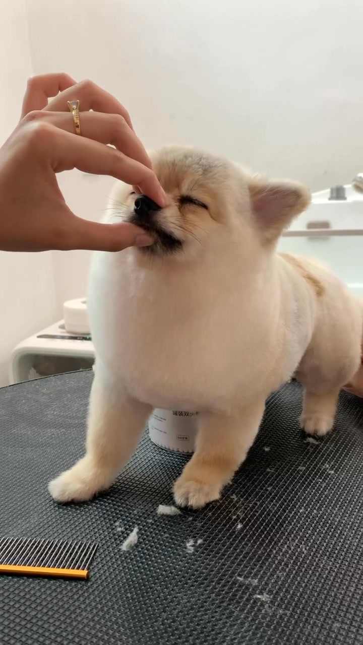 [🆕🇻🇳] MEOW – Tiệm Thú Cưng 🐶🦜 Top1Pets 🐱🐠 Ngủ ngon luôn  , shares-0✔️ , likes-0❤️️ , date-2025-07-27 18:33:21🐶🐱🇻🇳🇻🇳🇻🇳📰🆕