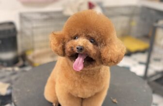 [🆕🇻🇳] Pel Pet Town 🐶🦜 Top1Pets 🐱🐠 Tắm tỉa gì đi người đẹp
Hôm nay chú Pel bị rảnh nha
#cắt tỉa
#spa grooming
, shares-0✔️ , likes-4❤️️ , date-2025-07-28 18:42:52🐶🐱🇻🇳🇻🇳🇻🇳📰🆕