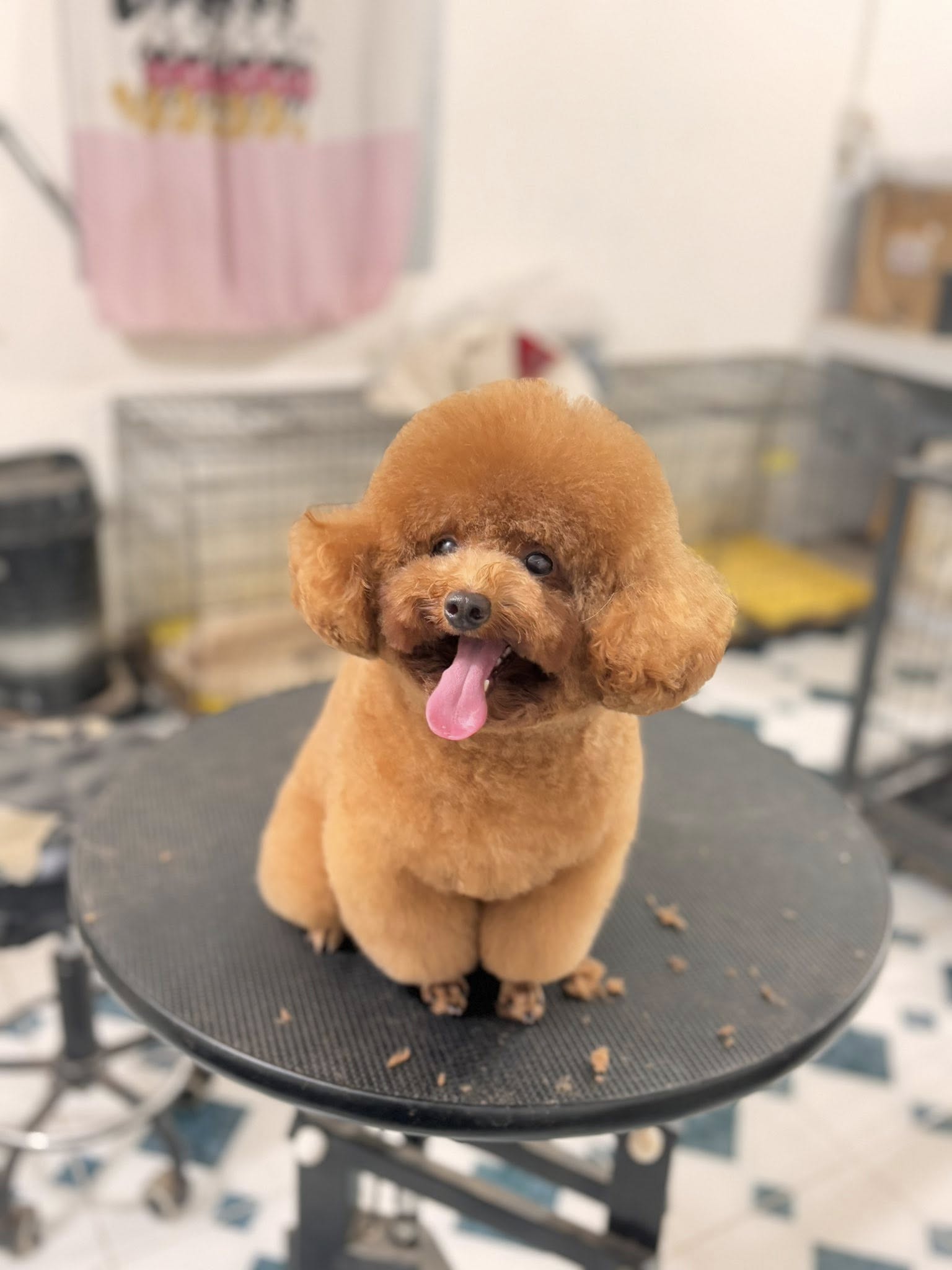 [🆕🇻🇳] Pel Pet Town 🐶🦜 Top1Pets 🐱🐠 Tắm tỉa gì đi người đẹp
Hôm nay chú Pel bị rảnh nha
#cắt tỉa
#spa grooming
, shares-0✔️ , likes-4❤️️ , date-2025-07-28 18:42:52🐶🐱🇻🇳🇻🇳🇻🇳📰🆕