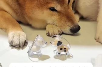 [🆕🇻🇳] Nhà Sen – Thực Phẩm Thú Cưng 🐶🦜 Top1Pets 🐱🐠  , shares-0✔️ , likes-0❤️️ , date-🐶🐱🇻🇳🇻🇳🇻🇳📰🆕