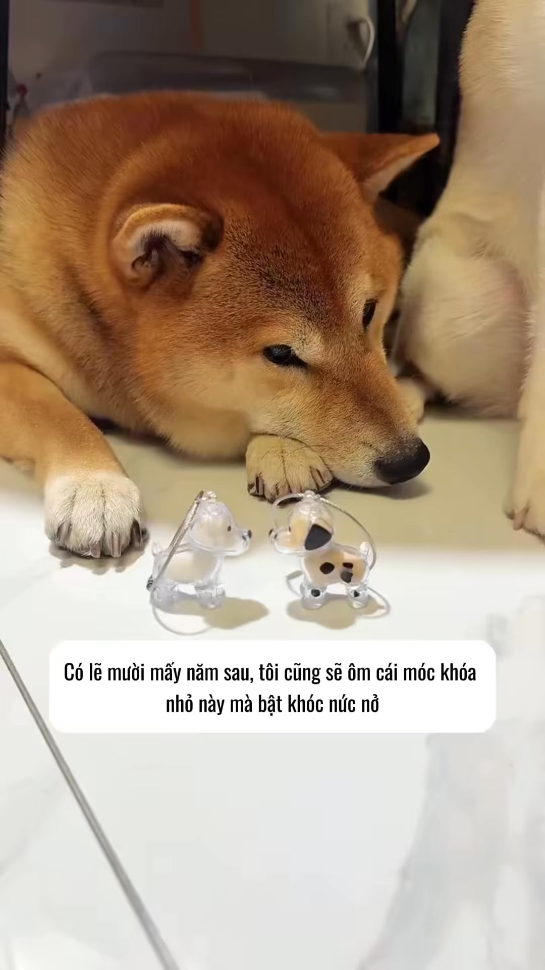 [🆕🇻🇳] Nhà Sen – Thực Phẩm Thú Cưng 🐶🦜 Top1Pets 🐱🐠  , shares-0✔️ , likes-0❤️️ , date-🐶🐱🇻🇳🇻🇳🇻🇳📰🆕