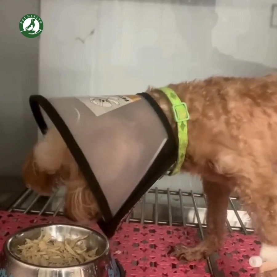 [🆕🇻🇳] K Pet Shop – PET & FOOD 🐶🦜 Top1Pets 🐱🐠  SALE 30%⚑ K •P E T • S H O P ⚑
PET & FOOD
Open: 10Am – 9Pm
Hotline: 076.5625.763
Zalo: 076.5625.763
Address: 1162 Phạm Thế Hiển, phường 5 Quận 8 , shares-0✔️ , likes-1❤️️ , date-2025-07-29 20:31:15🐶🐱🇻🇳🇻🇳🇻🇳📰🆕