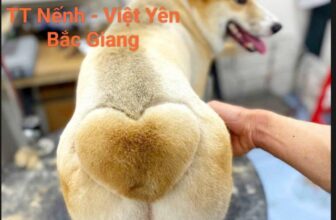 [🆕🇻🇳] SamSam Pet Shop 🐶🦜 Top1Pets 🐱🐠  SAMSAMPET SHOP – THIÊN ĐƯỜNG CHO BÉ CƯNG
SPA thư giãn – Tắm gội, cắt tỉa, massage
Miễn phí đưa đón trong bán kính 3km( từ Phúc Lâm )
– Gọi là có mặt!
, shares-1✔️ , likes-83❤️️ , date-2025-08-02 05:34:20🐶🐱🇻🇳🇻🇳🇻🇳📰🆕