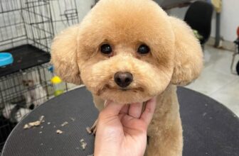 [🆕🇻🇳] Samii Petshop – Tiệm làm đẹp thú cưng 🐶🦜 Top1Pets 🐱🐠 Ca cuối chủ nhật
——————————-
Samii Petshop các có dịch vụ:
Pet shop (thức ăn, phụ kiện) .
Hotel (Khách sạn thú cưng) .
Spa (Tắm, c , shares-1✔️ , likes-2❤️️ , date-2025-08-04 04:08:35🐶🐱🇻🇳🇻🇳🇻🇳📰🆕