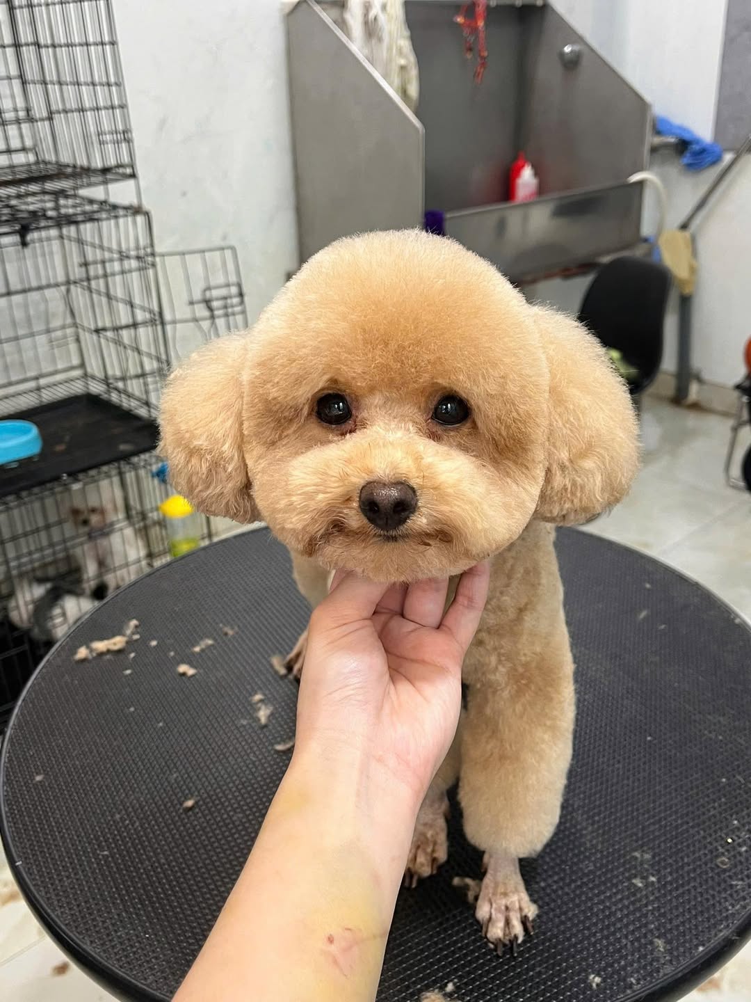 [🆕🇻🇳] Samii Petshop – Tiệm làm đẹp thú cưng 🐶🦜 Top1Pets 🐱🐠 Ca cuối chủ nhật
——————————-
Samii Petshop các có dịch vụ:
Pet shop (thức ăn, phụ kiện) .
Hotel (Khách sạn thú cưng) .
Spa (Tắm, c , shares-1✔️ , likes-2❤️️ , date-2025-08-04 04:08:35🐶🐱🇻🇳🇻🇳🇻🇳📰🆕