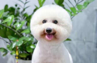 [🆕🇻🇳] Đông Anh Grooming-Cắt Tỉa Lông Thú Cưng 🐶🦜 Top1Pets 🐱🐠  𝐂𝐚́𝐜 𝐛𝐨𝐬𝐬 𝐧𝐡𝐚̀ 𝐦𝐢̀𝐧𝐡 𝐡𝐨̂𝐦 𝐧𝐚𝐲 đ𝐚̃ đ𝐮̛𝐨̛̣𝐜 đ𝐢 𝐬𝐩𝐚 𝐜𝐡𝐮̛𝐚 𝐧𝐞̀?𝖬𝗈̣̂𝗍 𝗅𝖺̂̀𝗇 𝗀𝗁𝖾́ Đ𝗈̂𝗇𝗀 𝖠𝗇𝗁 𝖦𝗋𝗈𝗈𝗆𝗂𝗇𝗀 𝗅𝖺̀ 𝖻𝗈𝗌𝗌 𝗏𝗎̛̀𝖺 𝗍𝗁𝗈̛𝗆 𝗍𝗁𝗈, 𝗏𝗎̛̀𝖺 đ𝖾̣𝗉 𝗍𝗋𝖺𝗂 𝗑𝗂𝗇𝗁 𝗀𝖺́𝗂 𝗅𝗂𝖾̂̀ , shares-11✔️ , likes-3❤️️ , date-2025-08-06 18:09:39🐶🐱🇻🇳🇻🇳🇻🇳📰🆕