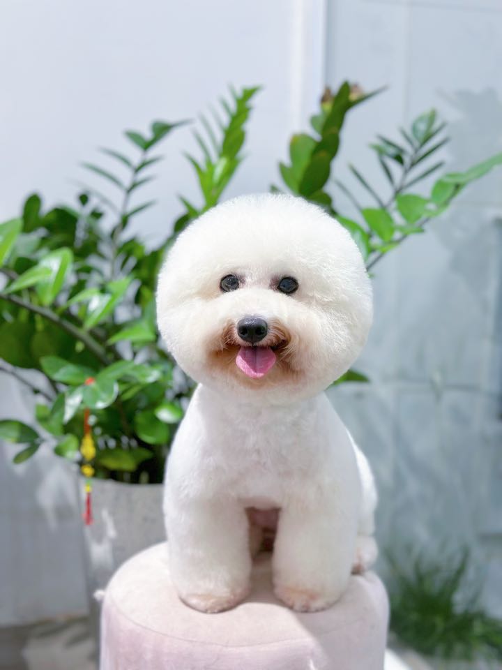 [🆕🇻🇳] Goco Petshop 🐶🦜 Top1Pets 🐱🐠 Nhà có 2 anh em mà sáng ôm 1 bé về 2 đứa tranh quá! Chiều mẹ ra ôm thêm về 1 bé về nữa cho có anh có em. Cảm ơn gia đình mình đã tin tưởng ủng hộ ạ
——————— , shares-0✔️ , likes-3❤️️ , date-2025-08-06 18:38:04🐶🐱🇻🇳🇻🇳🇻🇳📰🆕