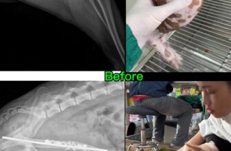 [🆕🇻🇳] Phòng Khám Thú Y Dr. VET – BÌNH CHÁNH 🐶🦜 Top1Pets 🐱🐠 Phẫu thuật gãy xương đùi trên chó
Mỗi ca bệnh hồi phục là niềm hạnh phúc của đội ngũ bác sĩ tại Thú Y Dr.Vet
———————–
𝐏𝐇𝐎̀𝐍𝐆 𝐊𝐇𝐀́𝐌 𝐓𝐇𝐔́ 𝐘 𝐃 , shares-0✔️ , likes-0❤️️ , date-2025-08-07 22:41:17🐶🐱🇻🇳🇻🇳🇻🇳📰🆕