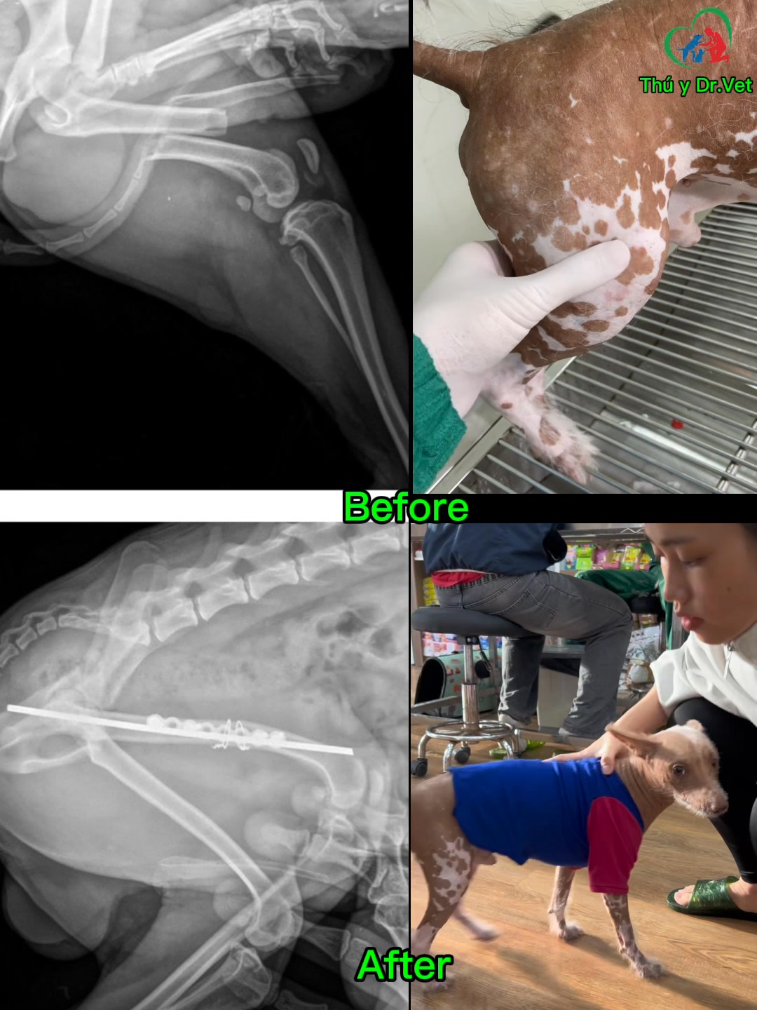 [🆕🇻🇳] Phòng Khám Thú Y Dr. VET – BÌNH CHÁNH 🐶🦜 Top1Pets 🐱🐠 Phẫu thuật gãy xương đùi trên chó
Mỗi ca bệnh hồi phục là niềm hạnh phúc của đội ngũ bác sĩ tại Thú Y Dr.Vet
———————–
𝐏𝐇𝐎̀𝐍𝐆 𝐊𝐇𝐀́𝐌 𝐓𝐇𝐔́ 𝐘 𝐃 , shares-0✔️ , likes-0❤️️ , date-2025-08-07 22:41:17🐶🐱🇻🇳🇻🇳🇻🇳📰🆕