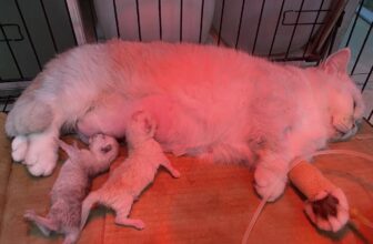 [🆕🇻🇳] Bệnh Viện Thú Y Miền Nam 🐶🦜 Top1Pets 🐱🐠 Mưa quá nên mấy e tranh thủ đi đẻ
3 củ khoai +2 củ mìLiên hệ ngay với chúng tôi:
401 Phạm Văn Đồng, Phường 11, Quận Bình Thạnh, TP.
Hotline: 0762. , shares-1✔️ , likes-9❤️️ , date-2025-08-06 01:03:55🐶🐱🇻🇳🇻🇳🇻🇳📰🆕