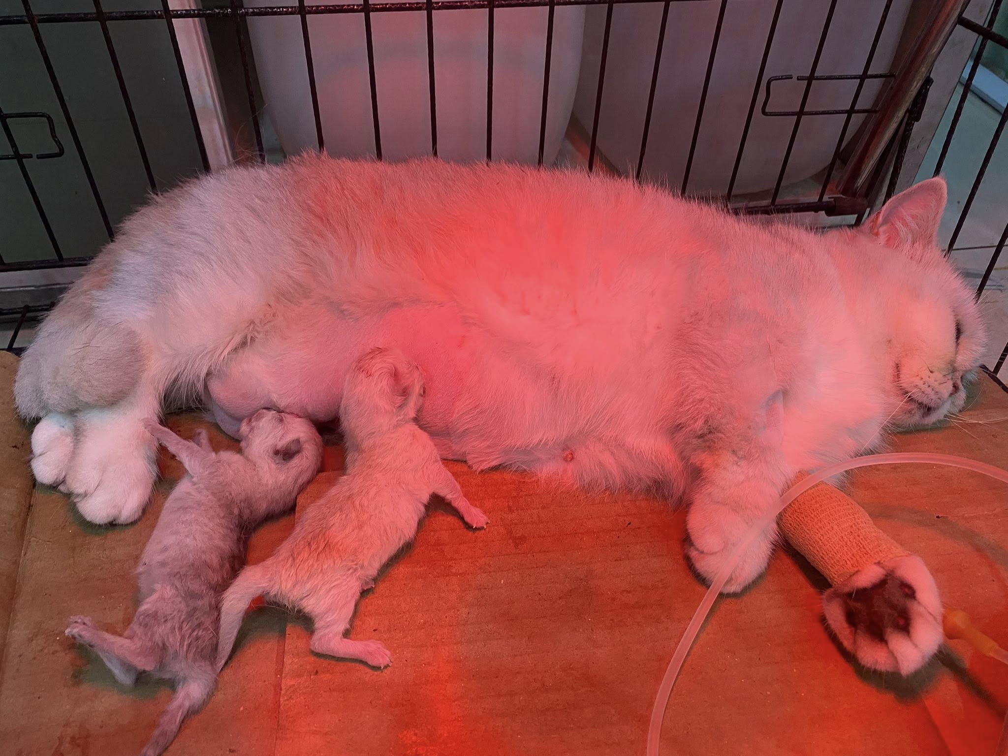 [🆕🇻🇳] Bệnh Viện Thú Y Miền Nam 🐶🦜 Top1Pets 🐱🐠 Mưa quá nên mấy e tranh thủ đi đẻ
3 củ khoai +2 củ mìLiên hệ ngay với chúng tôi:
401 Phạm Văn Đồng, Phường 11, Quận Bình Thạnh, TP.
Hotline: 0762. , shares-1✔️ , likes-9❤️️ , date-2025-08-06 01:03:55🐶🐱🇻🇳🇻🇳🇻🇳📰🆕