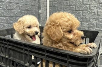 [🆕🇻🇳] Goco Petshop 🐶🦜 Top1Pets 🐱🐠 Nhà có 2 anh em mà sáng ôm 1 bé về 2 đứa tranh quá! Chiều mẹ ra ôm thêm về 1 bé về nữa cho có anh có em. Cảm ơn gia đình mình đã tin tưởng ủng hộ ạ
——————— , shares-0✔️ , likes-3❤️️ , date-2025-08-06 18:38:04🐶🐱🇻🇳🇻🇳🇻🇳📰🆕