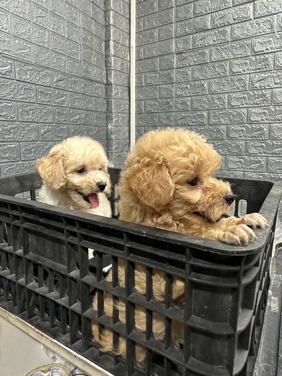 [🆕🇻🇳] Ruby Pet – Spa & Coffee 🐶🦜 Top1Pets 🐱🐠 MÌNH  ĐỨNG TRC NGUY CƠ MẤT SỐ TIỀN HÀNG TRĂM TRIỆU
Cơ sở vật chất  rất là tốt và phải đầu tư toàn bộ
Tầng 1 + 2 sửa sang tường trống thấm sau đó là sơn  , shares-3✔️ , likes-16❤️️ , date-2025-08-06 20:08:11🐶🐱🇻🇳🇻🇳🇻🇳📰🆕