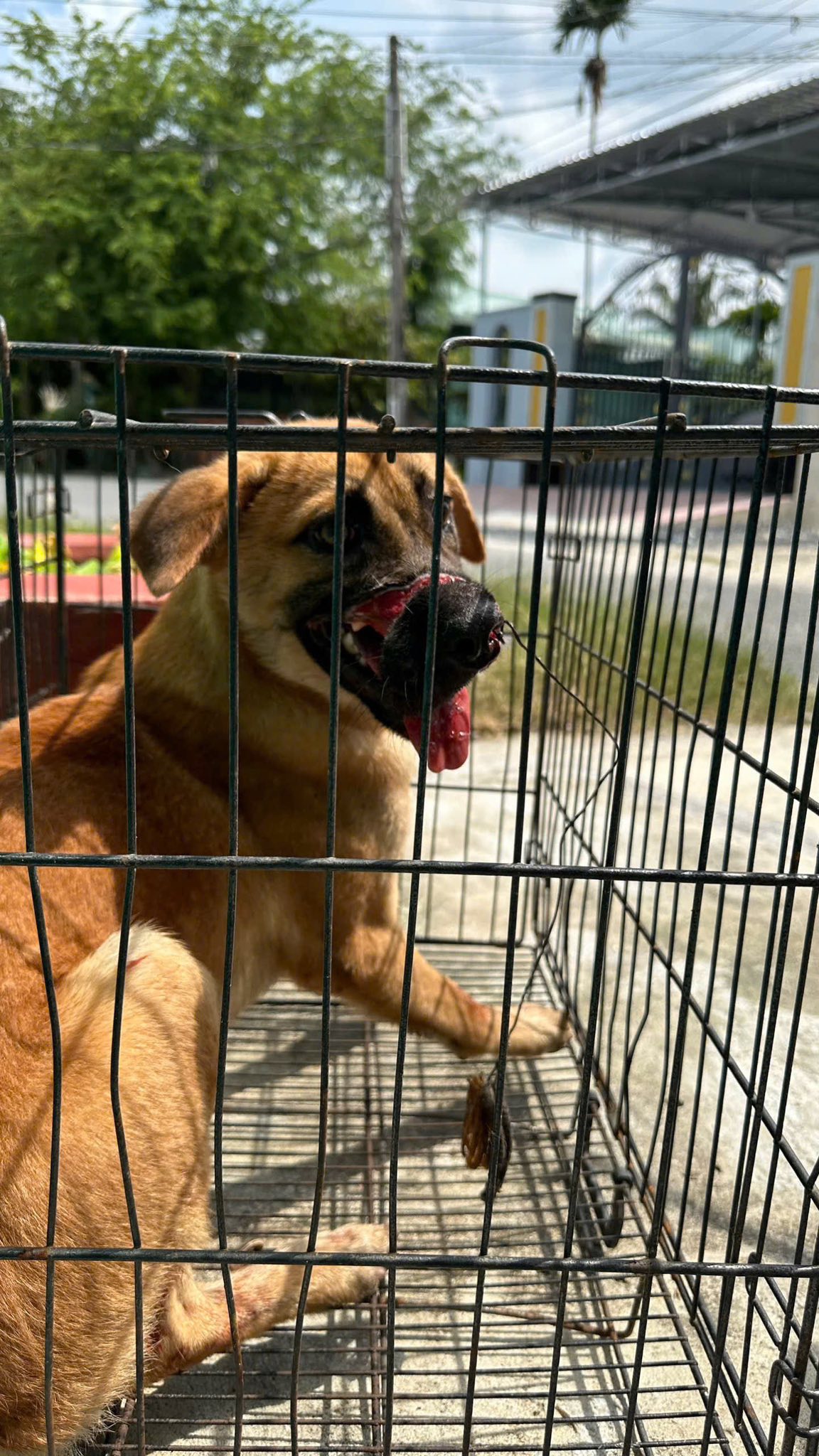 [🆕🇻🇳] Thú Y & Petshop Luân Phan – Quận 12 Hóc Môn 🐶🦜 Top1Pets 🐱🐠 Cẩu Tặc cột dây cáp để bịt miệng con
Bằng nghị lực con đã thoát ra đc và đc các A/C nhóm cứu hộ ĐV mang con về Thú Y
Hiện tại đã phẫu thuật và tạo hình  , shares-0✔️ , likes-5❤️️ , date-2025-08-08 04:43:32🐶🐱🇻🇳🇻🇳🇻🇳📰🆕