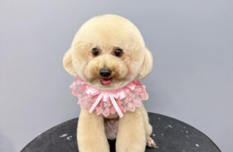 [🆕🇻🇳] Buddy Pets 🐶🦜 Top1Pets 🐱🐠 Ảnh cute dị chời———✿✿——–
BUDDY PETS
Hotline: 0966 3000 42
Địa chỉ: 358 Nguyễn An Ninh, Kp. Thắng Lợi 1, Dĩ An, Bình Dương
Giờ mở cửa: 8:0 , shares-0✔️ , likes-7❤️️ , date-2025-08-07 23:42:29🐶🐱🇻🇳🇻🇳🇻🇳📰🆕