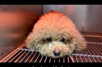 [🆕🇻🇳] Thú y PET HẬU NGHĨA – Thiên đường thú cưng 🐶🦜 Top1Pets 🐱🐠 \ud83d\udea8 C\u1ea3nh b\u00e1o s\u1ee9c kh\u1ecfe th\u00fa c\u01b0ngM\u1ed9t ch\u00fa ch\u00f3 \u0111\u01b0\u1ee3c \u0111\u01b0a \u0111\u1ebfn Pet H\u1ead , shares-2✔️ , likes-0❤️️ , date-2025-08-09 17:24:34🐶🐱🇻🇳🇻🇳🇻🇳📰🆕