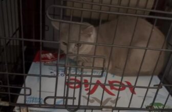 [🆕🇻🇳] Vận chuyển thú cưng bằng đường sắt Bắc Nam 🐶🦜 Top1Pets 🐱🐠 em đã về với gđ an toàn mọi mặt . cảm ơn các bạn đã tin tưởng , shares-0✔️ , likes-2❤️️ , date-2025-08-08 13:32:50🐶🐱🇻🇳🇻🇳🇻🇳📰🆕