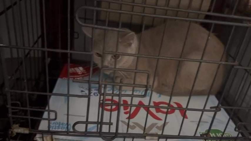 [🆕🇻🇳] Vận chuyển thú cưng bằng đường sắt Bắc Nam 🐶🦜 Top1Pets 🐱🐠 em đã về với gđ an toàn mọi mặt . cảm ơn các bạn đã tin tưởng , shares-0✔️ , likes-2❤️️ , date-2025-08-08 13:32:50🐶🐱🇻🇳🇻🇳🇻🇳📰🆕