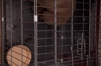 [🆕🇻🇳] Vận chuyển thú cưng bằng đường sắt Bắc Nam 🐶🦜 Top1Pets 🐱🐠 em đã về với gđ an toàn moị mặt . cảm ơn các bạn đã tin tưởng , shares-0✔️ , likes-0❤️️ , date-2025-08-08 13:34:05🐶🐱🇻🇳🇻🇳🇻🇳📰🆕