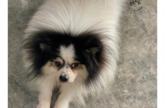 [🆕🇻🇳] HaLu Pet – Người chăm thú cưng 🐶🦜 Top1Pets 🐱🐠 Cuối tuần cùng nhà trẻ Halu HaluHaLu chỉ nhận số lượng các bé gửi trẻ ít để các bé luôn được chăm sóc chu đáo  Lễ 2/9 sắp tới rồi, ba mẹ booking trước  , shares-1✔️ , likes-5❤️️ , date-2025-08-09 18:32:35🐶🐱🇻🇳🇻🇳🇻🇳📰🆕