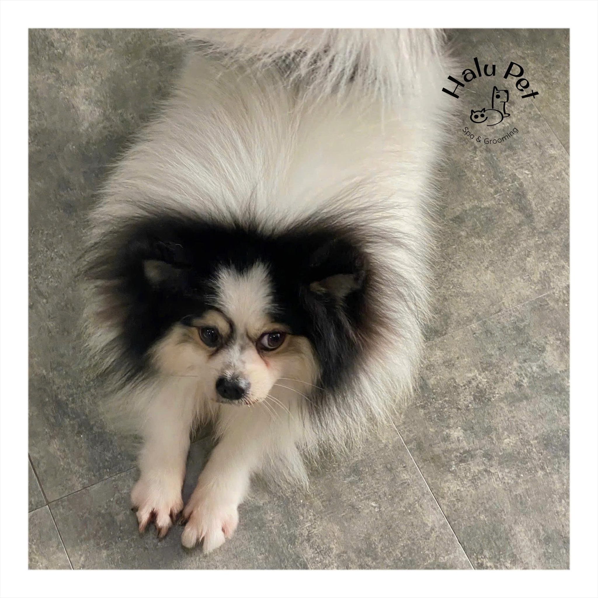 [🆕🇻🇳] Nấm Pet – Spa & Dịch Vụ Thú Cưng Tp Thái Bình 🐶🦜 Top1Pets 🐱🐠  NẤM PET – SPA THÚ CƯNG
Ưu đãi đặc biệt – Chủ Nhật yêu thươngChỉ duy nhất mỗi Chủ Nhật, Nấm Pet dành tặng giảm giá 10% cho dịch vụ cắt tỉa lông tất cả , shares-1✔️ , likes-9❤️️ , date-2025-08-09 18:27:38🐶🐱🇻🇳🇻🇳🇻🇳📰🆕