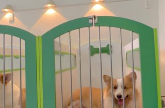 [🆕🇻🇳] Trông Em Pet House – Giữ Chó Mèo Giá Rẻ – Khách Sạn Thú Cưng Giá Rẻ HCM 🐶🦜 Top1Pets 🐱🐠 (English below)CORGI – Một chiếc “bánh mì” bốn chân đáng yêu hết nấc!
Có ai mà không “đổ gục” trước đôi chân ngắn ngủn, bờ mông to tròn và nụ cười “cợt , shares-0✔️ , likes-0❤️️ , date-2025-08-10 13:02:51🐶🐱🇻🇳🇻🇳🇻🇳📰🆕