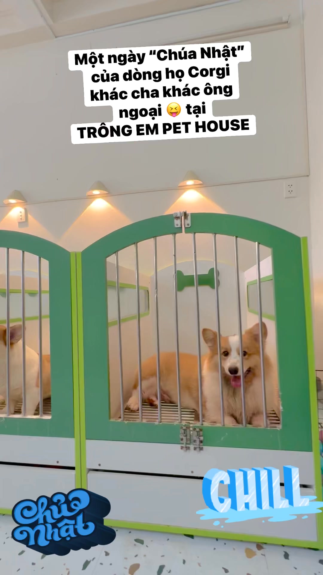 [🆕🇻🇳] Trông Em Pet House – Giữ Chó Mèo Giá Rẻ – Khách Sạn Thú Cưng Giá Rẻ HCM 🐶🦜 Top1Pets 🐱🐠 (English below)CORGI – Một chiếc “bánh mì” bốn chân đáng yêu hết nấc!
Có ai mà không “đổ gục” trước đôi chân ngắn ngủn, bờ mông to tròn và nụ cười “cợt , shares-0✔️ , likes-0❤️️ , date-2025-08-10 13:02:51🐶🐱🇻🇳🇻🇳🇻🇳📰🆕