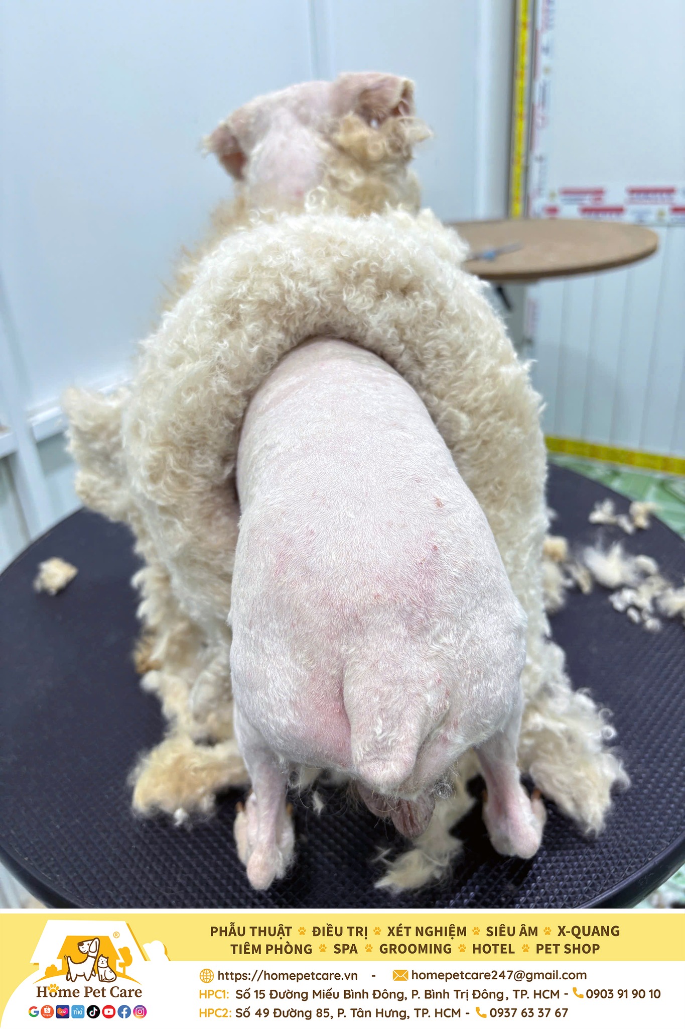 [🆕🇻🇳] Phòng Khám Thú Y Home Pet Care – Cơ sở Quận 7 🐶🦜 Top1Pets 🐱🐠 Chải Lông Đều Đặn, Nói Không Với Lông RốiBạn nghĩ lông rối chỉ làm Boss bớt xinh thôi sao? Không đâu nha! Lông rối còn:
➢ Làm Boss ngứa ngáy, khó chịu  , shares-1✔️ , likes-6❤️️ , date-2025-08-29 17:00:54🐶🐱🇻🇳🇻🇳🇻🇳📰🆕