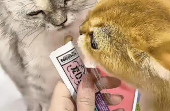 [🆕🇻🇳] Pate Tươi Bún Đậu Mắm Meo 🐶🦜 Top1Pets 🐱🐠 #Lụm Pate Tươi #Tặng Soup ThưởngBếp nhà e vẫn nấu trả đơn đều đều í, bếp nhận ord trong group nấu 2ngày/tuần ạ, khách iu nào bị miss chưa join group nhắn , shares-0✔️ , likes-0❤️️ , date-2025-08-12 17:44:37🐶🐱🇻🇳🇻🇳🇻🇳📰🆕