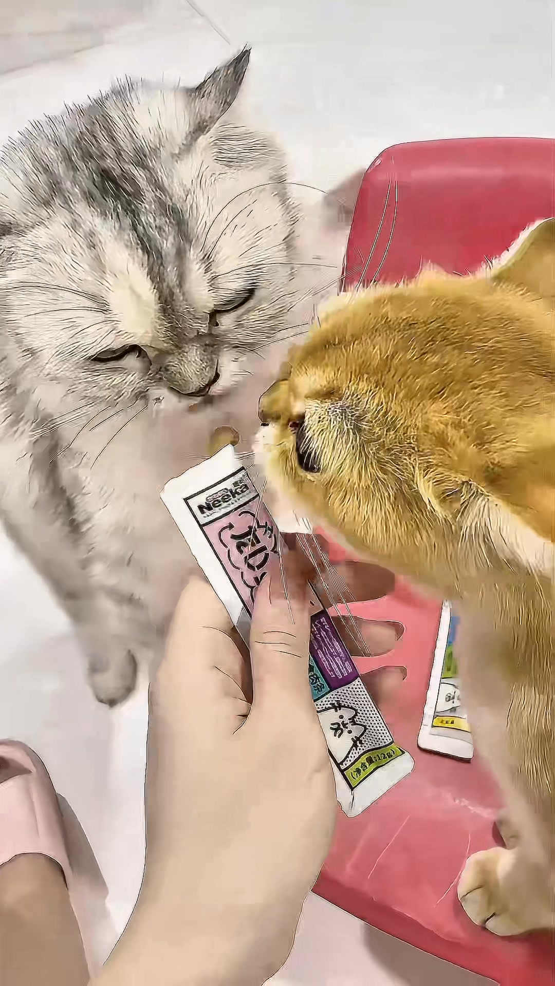 [🆕🇻🇳] Pate Tươi Bún Đậu Mắm Meo 🐶🦜 Top1Pets 🐱🐠 #Lụm Pate Tươi #Tặng Soup ThưởngBếp nhà e vẫn nấu trả đơn đều đều í, bếp nhận ord trong group nấu 2ngày/tuần ạ, khách iu nào bị miss chưa join group nhắn , shares-0✔️ , likes-0❤️️ , date-2025-08-12 17:44:37🐶🐱🇻🇳🇻🇳🇻🇳📰🆕