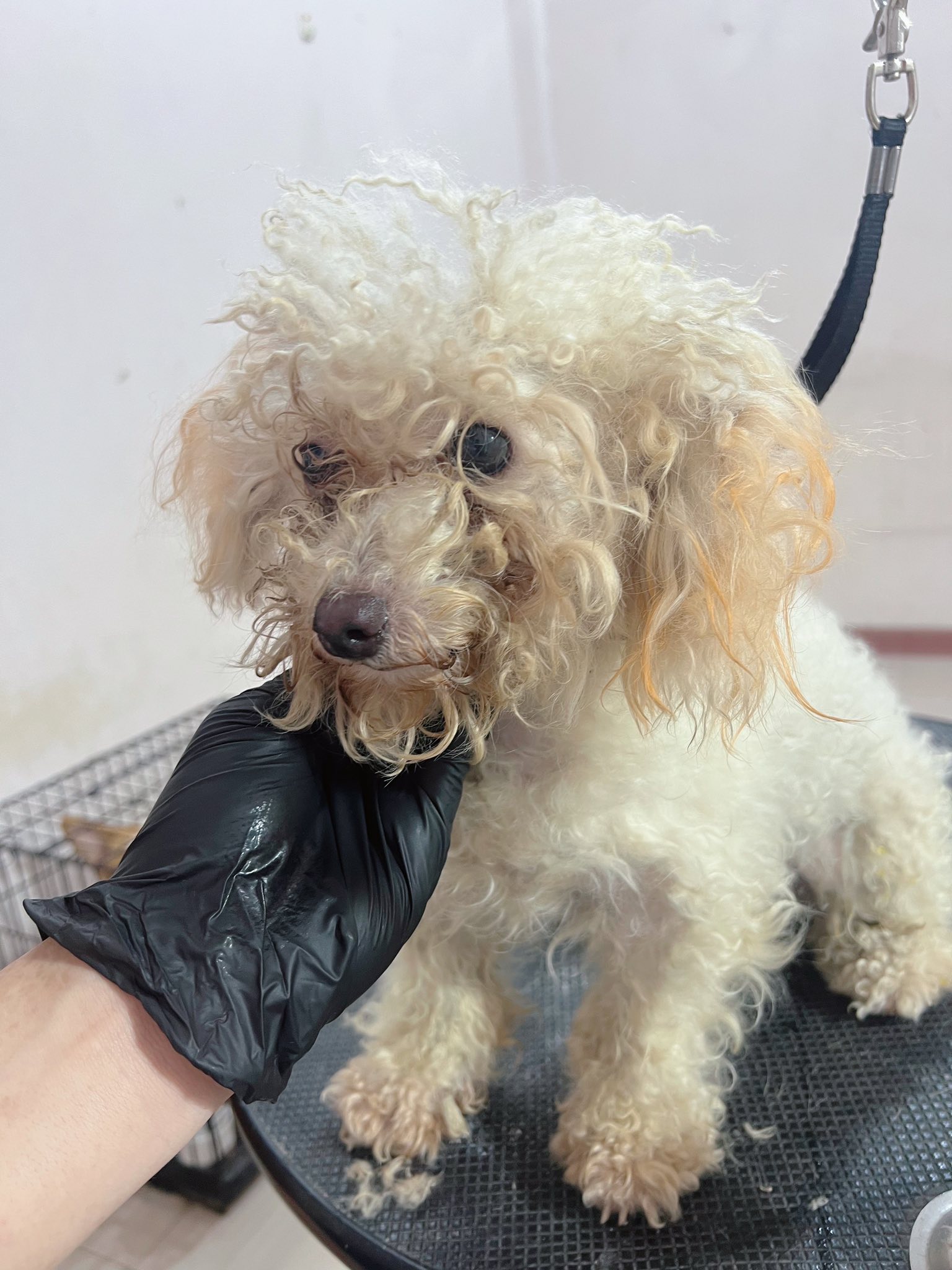 [🆕🇻🇳] Nấm Pet – Spa & Dịch Vụ Thú Cưng Tp Thái Bình 🐶🦜 Top1Pets 🐱🐠  NẤM PET – SPA THÚ CƯNG
Ưu đãi đặc biệt – Chủ Nhật yêu thươngChỉ duy nhất mỗi Chủ Nhật, Nấm Pet dành tặng giảm giá 10% cho dịch vụ cắt tỉa lông tất cả , shares-1✔️ , likes-9❤️️ , date-2025-08-09 18:27:38🐶🐱🇻🇳🇻🇳🇻🇳📰🆕