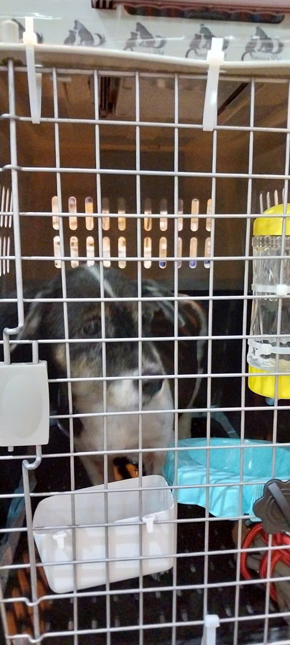 [🆕🇻🇳] Happy Pet Clinic – Bác sĩ thú y 🐶🦜 Top1Pets 🐱🐠 Vận chuyển thú cưng / Pet Relocation
Những chuyến đi của mùa hè. Đây là những chuyến đi đoàn tụ để các em bé được gặp lại bố mẹ sau kỳ nghỉ hè hoặc thời gi , shares-0✔️ , likes-4❤️️ , date-2025-08-11 16:42:47🐶🐱🇻🇳🇻🇳🇻🇳📰🆕