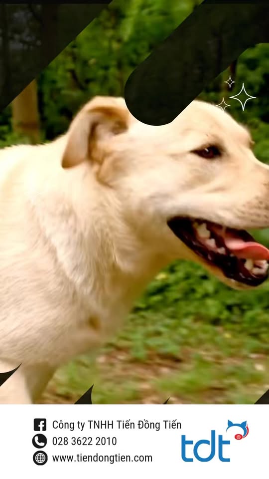 [🆕🇻🇳] Pate Tươi Bún Đậu Mắm Meo 🐶🦜 Top1Pets 🐱🐠 #Lụm Pate Tươi #Tặng Soup ThưởngBếp nhà e vẫn nấu trả đơn đều đều í, bếp nhận ord trong group nấu 2ngày/tuần ạ, khách iu nào bị miss chưa join group nhắn , shares-0✔️ , likes-0❤️️ , date-2025-08-12 17:44:37🐶🐱🇻🇳🇻🇳🇻🇳📰🆕