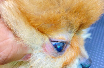 [🆕🇻🇳] Phòng Khám Thú Y Home Pet Care – Cơ sở Quận 7 🐶🦜 Top1Pets 🐱🐠  DƯỚI BỘ LÔNG DÀY, ẨN CHỨA NHỮNG ĐIỀU MÀ BẠN KHÔNG HAY BIẾTNhiều bé bị viêm da, ửng đỏ, khuất lấp dưới lớp lông dày, khó phát hiện được nếu không kiểm  , shares-1✔️ , likes-4❤️️ , date-2025-08-25 17:00:45🐶🐱🇻🇳🇻🇳🇻🇳📰🆕