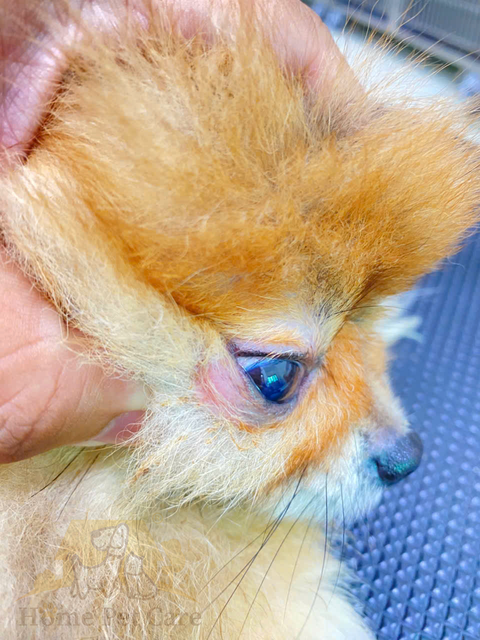 [🆕🇻🇳] Phòng Khám Thú Y Home Pet Care – Cơ sở Quận 7 🐶🦜 Top1Pets 🐱🐠  DƯỚI BỘ LÔNG DÀY, ẨN CHỨA NHỮNG ĐIỀU MÀ BẠN KHÔNG HAY BIẾTNhiều bé bị viêm da, ửng đỏ, khuất lấp dưới lớp lông dày, khó phát hiện được nếu không kiểm  , shares-1✔️ , likes-4❤️️ , date-2025-08-25 17:00:45🐶🐱🇻🇳🇻🇳🇻🇳📰🆕