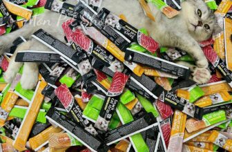 [🆕🇻🇳] Tiệm Mèo Mon 🐶🦜 Top1Pets 🐱🐠  SÚP THƯỞNG CHỈ 79K/ 1 THÙNGSúp thưởng MR. PEABODY mới ra mắt với 3 vị siêu hấp dẫn: gà, cá ngừ, bò
Chỉ #79K_1thùng – #237K_3thùng tặng thêm 1 lon pate , shares-2✔️ , likes-54❤️️ , date-2025-08-15 09:53:10🐶🐱🇻🇳🇻🇳🇻🇳📰🆕