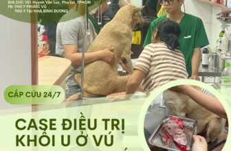 [🆕🇻🇳] Phòng Khám Thú Y Phước Vũ – Bình Dương 🐶🦜 Top1Pets 🐱🐠 CASE XỬ LÝ KHỐI U TUYẾN VÚ CHO BẠN CHÓ
– Tụi mình nhận được cuộc hẹn thăm khám tại nhà cho bé chó nặng 30kg.
– Do bé khá lớn kg nên việc di chuyển đến ph , shares-3✔️ , likes-2❤️️ , date-2025-08-13 21:23:58🐶🐱🇻🇳🇻🇳🇻🇳📰🆕