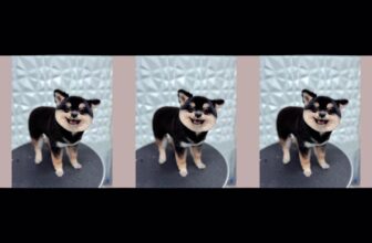 [🆕🇻🇳] Phòng Khám Thú Y JB PET 🐶🦜 Top1Pets 🐱🐠  Đi làm đẹp thôi cún ơi!
Giảm ngay 10% dịch vụ cắt tỉa tại JB Pet
Xinh lung linh – Giá nhẹ xinh xinh  , shares-0✔️ , likes-0❤️️ , date-2025-08-15 19:29:50🐶🐱🇻🇳🇻🇳🇻🇳📰🆕