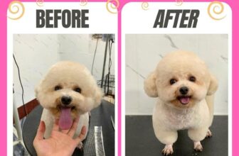 [🆕🇻🇳] Xuka Pet – Tiệm Làm Đẹp Thú Cưng 🐶🦜 Top1Pets 🐱🐠 Có những ngày boss lông rối, mặt mũi ngơ ngác nhìn sen…
Là lúc tụi mình biết: tới Xuka Pet thôi!!Em pé ngoan xinh iu quá lun ạ
————————- , shares-0✔️ , likes-7❤️️ , date-2025-08-15 21:55:36🐶🐱🇻🇳🇻🇳🇻🇳📰🆕