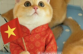 [🆕🇻🇳] THI MON’S HOUSE 🐶🦜 Top1Pets 🐱🐠 Lên đồ đi Concert Quốc gia chưa các mèo#mèo #meochanngan #munchkin #golden #aln #yeudongvat #cat #trendi , shares-4✔️ , likes-851❤️️ , date-2025-08-17 17:17:44🐶🐱🇻🇳🇻🇳🇻🇳📰🆕