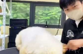 [🆕🇻🇳] Học viện cắt tỉa lông Quốc tế – Queen Pet International Grooming Academy 🐶🦜 Top1Pets 🐱🐠  HỌC VIÊN KHOÁ CHUYÊN SÂU LEVEL C TẠI QUEEN PET – TRƯỚC KHI CẮT ĐẸP, PHẢI BIẾT CHẢI ĐÚNGNhiều bạn mới bắt đầu học grooming thường nghĩ rằng: “Cắt kéo sao , shares-0✔️ , likes-0❤️️ , date-2025-08-18 01:34:44🐶🐱🇻🇳🇻🇳🇻🇳📰🆕