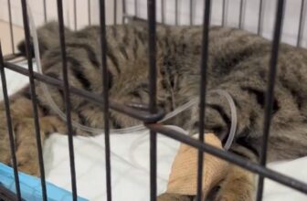 [🆕🇻🇳] Phòng Khám Thú Y NuTa 🐶🦜 Top1Pets 🐱🐠 Một em bé…….. đang điều trị bệnh…. khuôn mặt rất là chill…__________________________________________
𝐏𝐇Ò𝐍𝐆 𝐊𝐇Á𝐌 𝐓𝐇Ú 𝐘 𝐍𝐔𝐓𝐀
: CHUYÊN: ĐIỀ , shares-0✔️ , likes-0❤️️ , date-2025-08-20 00:32:01🐶🐱🇻🇳🇻🇳🇻🇳📰🆕