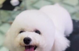 [🆕🇻🇳] Gia Khanh Pets – Nơi thú cưng của bạn được quan tâm hơn 🐶🦜 Top1Pets 🐱🐠  CẮT TỈA – SPA LÀM ĐẸP THÚ CƯNG TẠI GIA KHANH PETS
Boss của bạn xứng đáng được xinh đẹp – sạch sẽ – thơm tho nhất phải không nào?
Tại Gia Khanh Pets, thú , shares-0✔️ , likes-0❤️️ , date-2025-08-20 17:38:24🐶🐱🇻🇳🇻🇳🇻🇳📰🆕