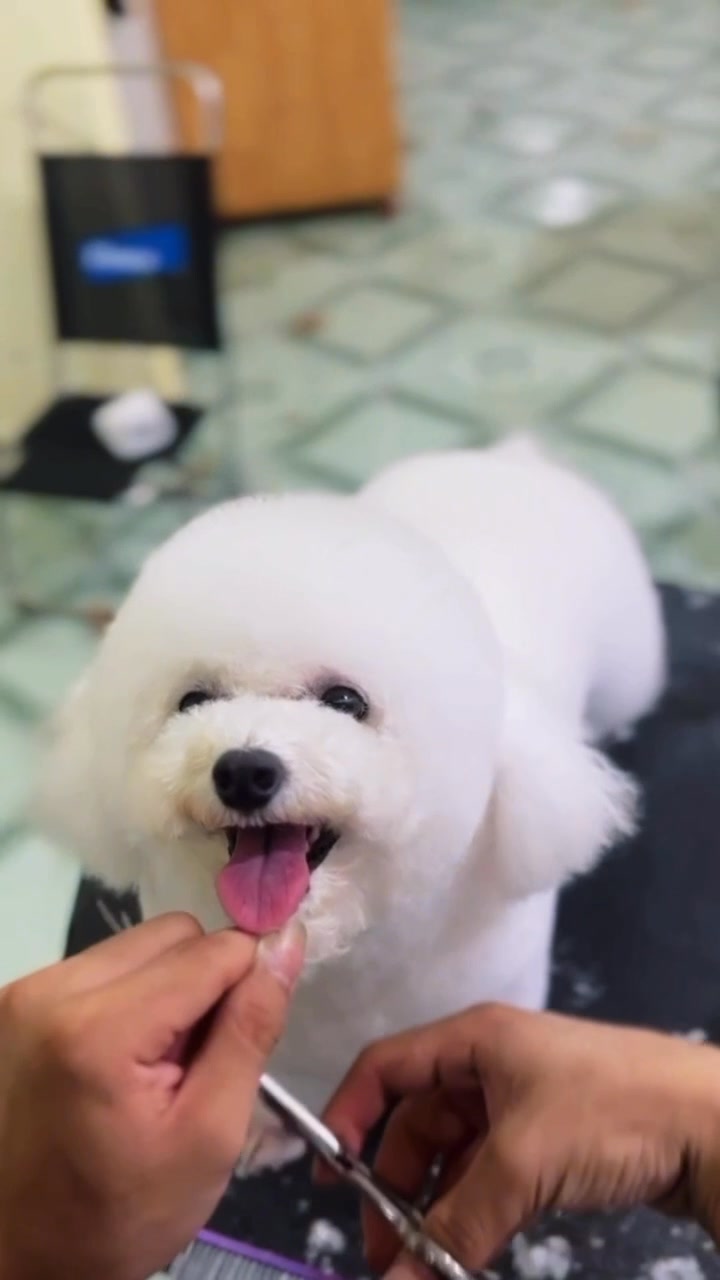 [🆕🇻🇳] Tiệm Thú Cưng Đà Nẵng 🐶🦜 Top1Pets 🐱🐠 Ai mặt nọong lái laii
, shares-3✔️ , likes-36❤️️ , date-2025-08-20 18:16:24🐶🐱🇻🇳🇻🇳🇻🇳📰🆕