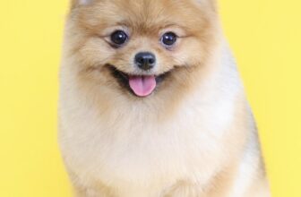 [🆕🇻🇳] PP’s Grooming –  chuyên về các dịch vụ tắm, cắt, tạo kiểu theo yêu cầu 🐶🦜 Top1Pets 🐱🐠 Mỗi lần kéo kéo, tỉa tỉa  là một lần trái tim tan chảy vì sự đáng yêu nàyGiờ cuối nhận lịch “Combo tắm vệ sinh, combo cạo tắm vệ sinh” => 17h
Giờ cuố , shares-0✔️ , likes-193❤️️ , date-2025-08-19 19:48:05🐶🐱🇻🇳🇻🇳🇻🇳📰🆕