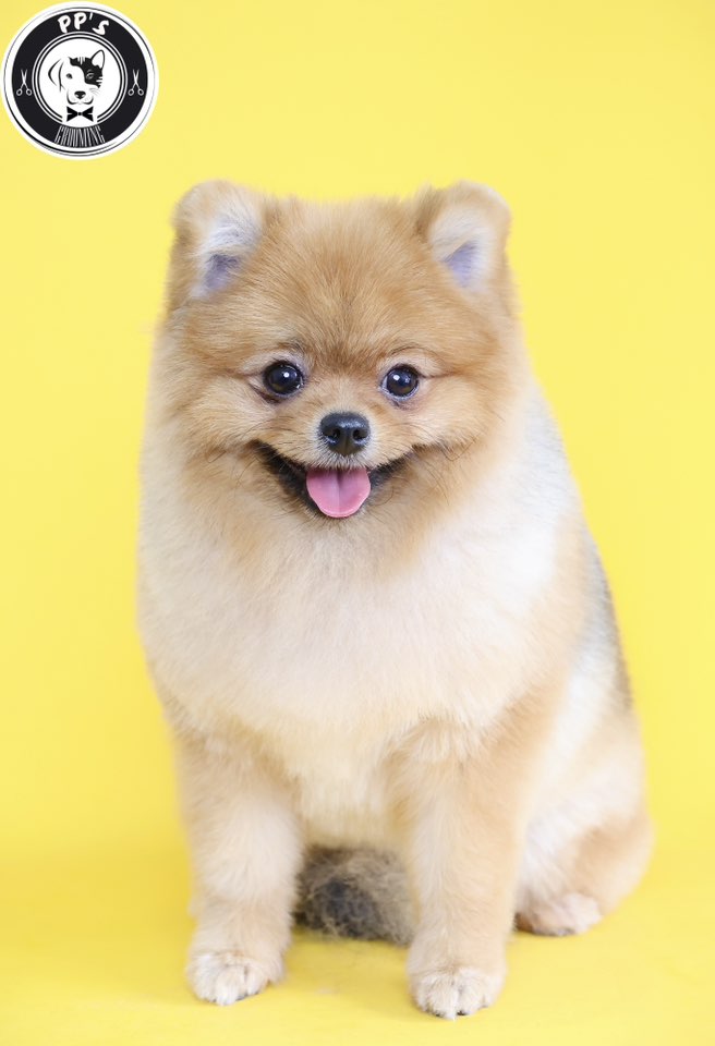 [🆕🇻🇳] PP’s Grooming –  chuyên về các dịch vụ tắm, cắt, tạo kiểu theo yêu cầu 🐶🦜 Top1Pets 🐱🐠 Mỗi lần kéo kéo, tỉa tỉa  là một lần trái tim tan chảy vì sự đáng yêu nàyGiờ cuối nhận lịch “Combo tắm vệ sinh, combo cạo tắm vệ sinh” => 17h
Giờ cuố , shares-0✔️ , likes-193❤️️ , date-2025-08-19 19:48:05🐶🐱🇻🇳🇻🇳🇻🇳📰🆕