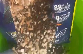 [🆕🇻🇳] Ngôi nhà thú cưng -Pet House 🐶🦜 Top1Pets 🐱🐠 H\u1ea1t langlike mix topping th\u1ecbt, t\u00f4m cho m\u00e8o\nTh\u01a1m_ ngon_ b\u1ed5 d\u01b0\u1ee1ng \nC\u00f3 chi\u1ebft l\u1ebb 1kg d\u00f9ng th\u1ee , shares-0✔️ , likes-8❤️️ , date-2025-08-20 21:41:38🐶🐱🇻🇳🇻🇳🇻🇳📰🆕