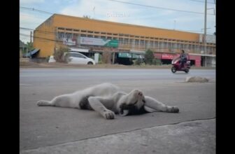 [🆕🇻🇳] Phòng Khám Thú Y Tín Thơ – Bình Dương 🐶🦜 Top1Pets 🐱🐠 Thứ Haizzz là ngày mệt nhoài, mình muốn lan tỏa năng lượng uể oải này đến cả nhà  , shares-0✔️ , likes-3❤️️ , date-2025-08-19 02:01:42🐶🐱🇻🇳🇻🇳🇻🇳📰🆕